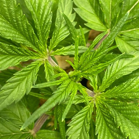 Banana Purple Punch Auto growlog photo: Molasses water and spray 