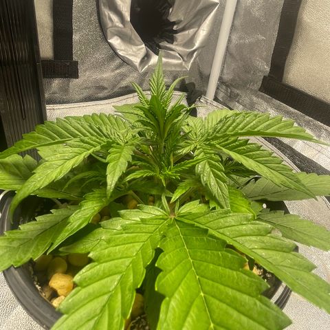 Banana Purple Punch Auto growlog photo: Molasses water and spray 