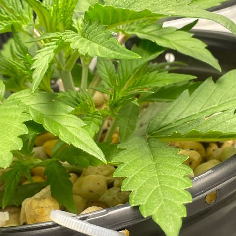 Banana Purple Punch Auto growlog photo: Molasses water and spray 