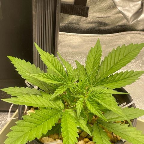 Banana Purple Punch Auto growlog photo: Molasses water and spray 
