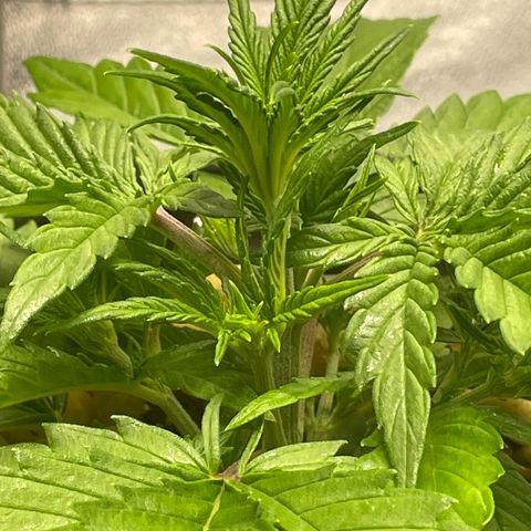 Banana Purple Punch Auto growlog photo: Molasses water and spray 
