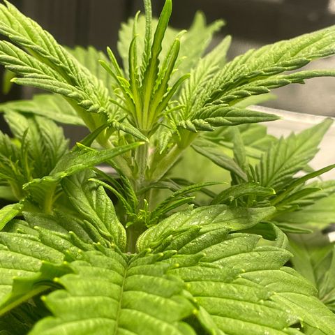 Banana Purple Punch Auto growlog timeline photo