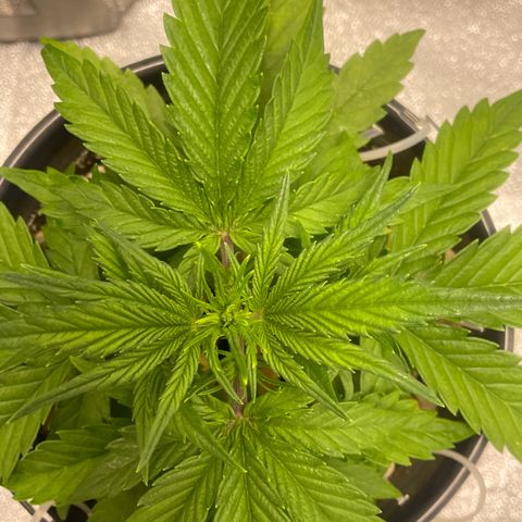 Banana Purple Punch Auto growlog timeline photo
