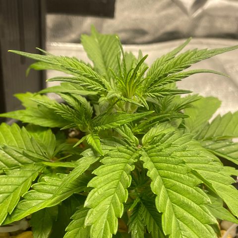 Banana Purple Punch Auto growlog timeline photo