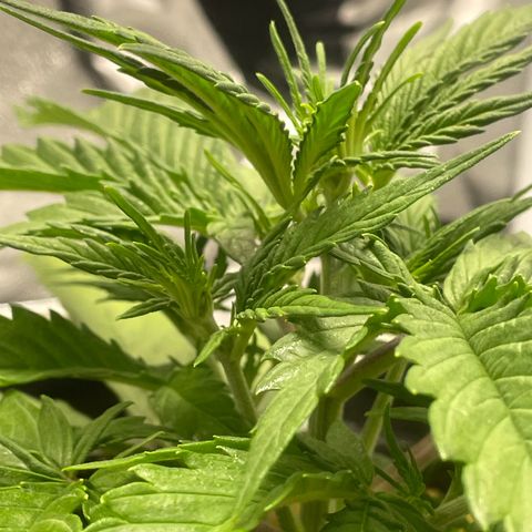 Banana Purple Punch Auto growlog timeline photo