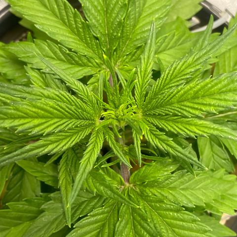 Banana Purple Punch Auto growlog timeline photo