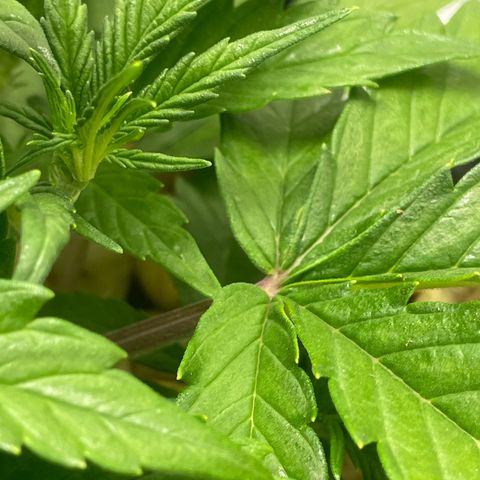 Banana Purple Punch Auto growlog timeline photo