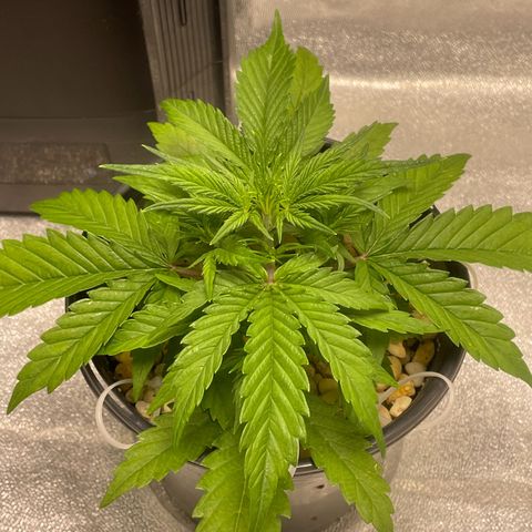 Banana Purple Punch Auto growlog timeline photo