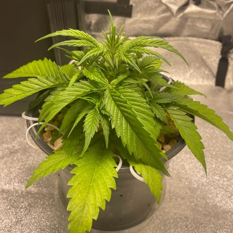 Banana Purple Punch Auto growlog photo: Was to cold last night and became droopy 