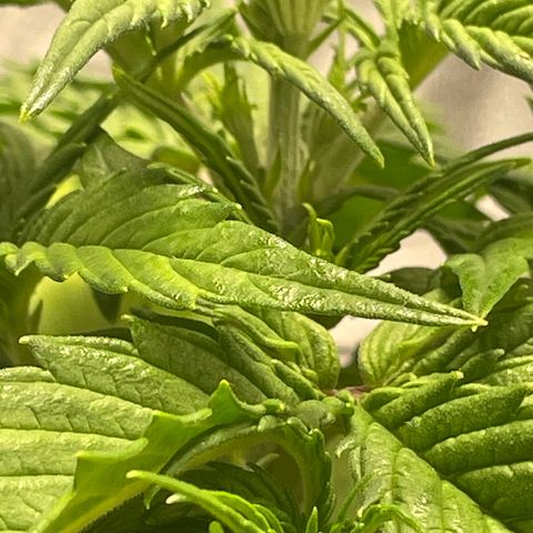 Banana Purple Punch Auto growlog photo: Was to cold last night and became droopy 