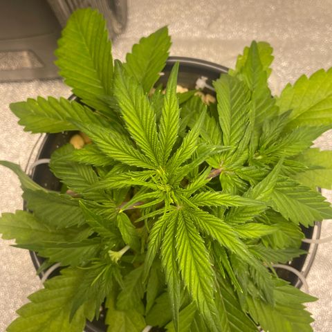 Banana Purple Punch Auto growlog photo: Was to cold last night and became droopy 
