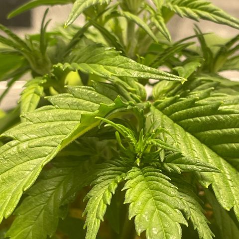 Banana Purple Punch Auto growlog photo: Was to cold last night and became droopy 