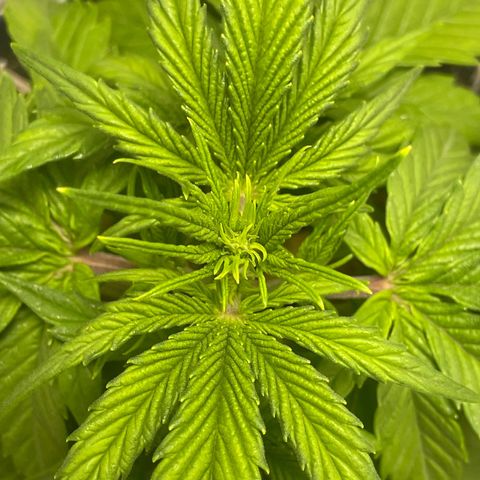 Banana Purple Punch Auto growlog photo: Was to cold last night and became droopy 