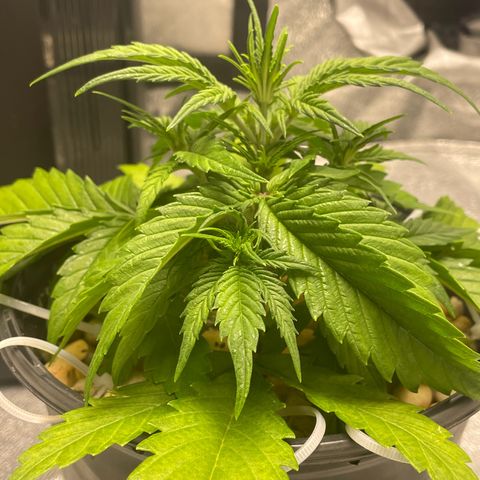 Banana Purple Punch Auto growlog photo: Was to cold last night and became droopy 