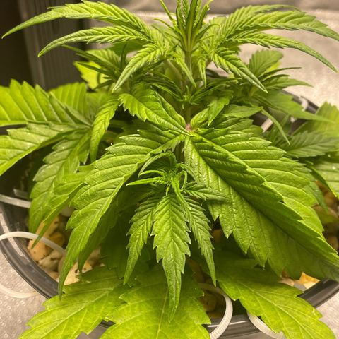 Banana Purple Punch Auto growlog photo: Was to cold last night and became droopy 