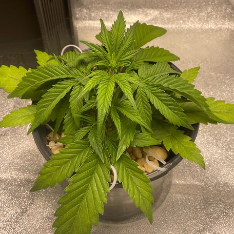 Banana Purple Punch Auto growlog photo: Was to cold last night and became droopy 