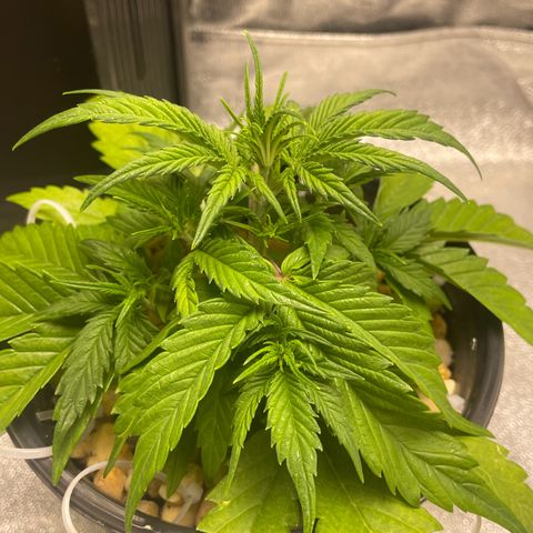 Banana Purple Punch Auto growlog photo: Was to cold last night and became droopy 