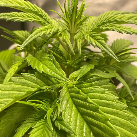 Banana Purple Punch Auto growlog photo: Was to cold last night and became droopy 