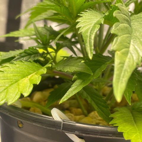 Banana Purple Punch Auto growlog timeline photo