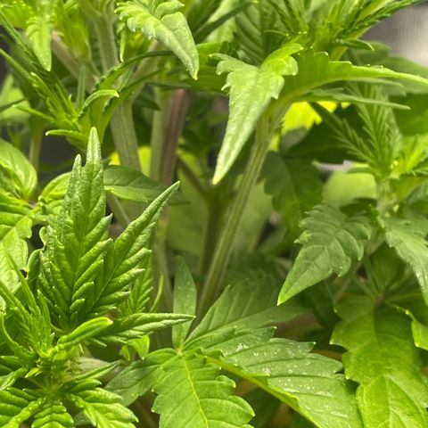 Banana Purple Punch Auto growlog timeline photo