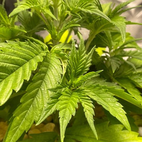Banana Purple Punch Auto growlog timeline photo