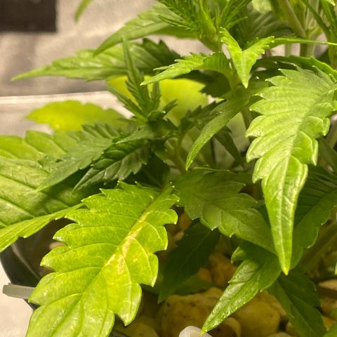 Banana Purple Punch Auto growlog timeline photo