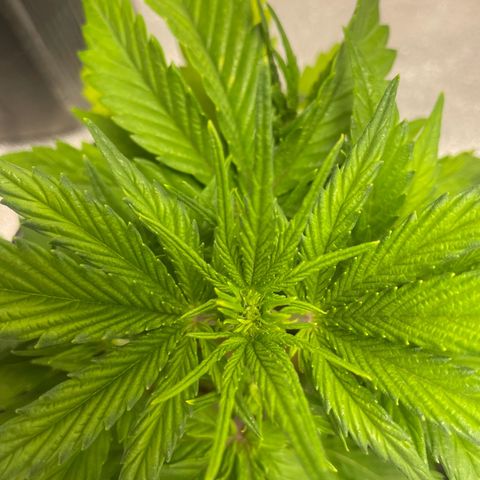 Banana Purple Punch Auto growlog timeline photo