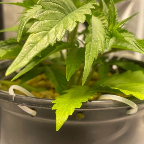 Banana Purple Punch Auto growlog timeline photo