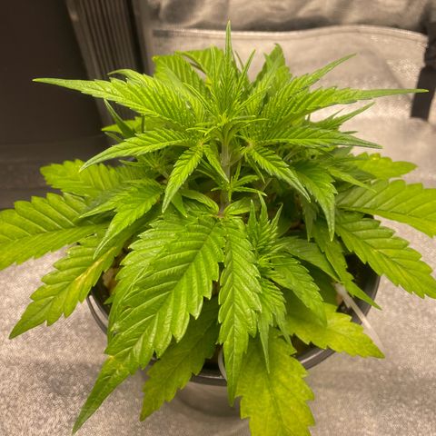 Banana Purple Punch Auto growlog timeline photo