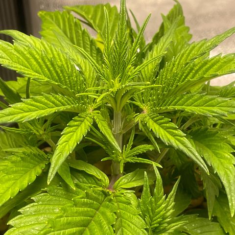 Banana Purple Punch Auto growlog timeline photo