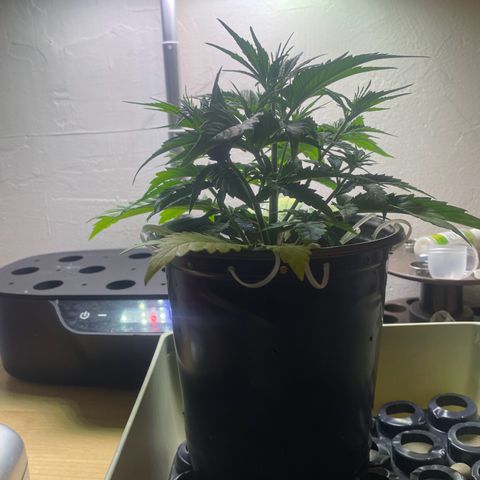 Banana Purple Punch Auto growlog photo: CalMag 5ml Grow Big 15ml (nitrogen)