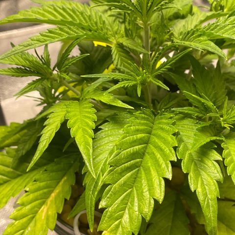 Banana Purple Punch Auto growlog photo: CalMag 5ml.  Grow Big FF 15ml