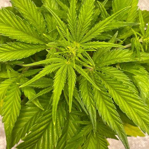 Banana Purple Punch Auto growlog photo: CalMag 5ml.  Grow Big FF 15ml