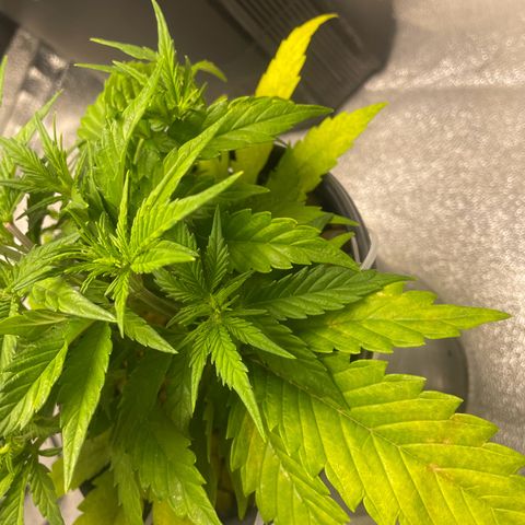 Banana Purple Punch Auto growlog photo: CalMag 5ml.  Grow Big FF 15ml