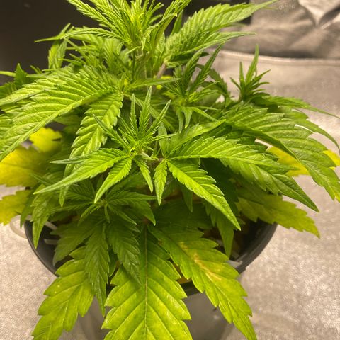 Banana Purple Punch Auto growlog photo: CalMag 5ml.  Grow Big FF 15ml