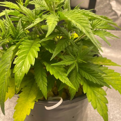 Banana Purple Punch Auto growlog photo: CalMag 5ml.  Grow Big FF 15ml