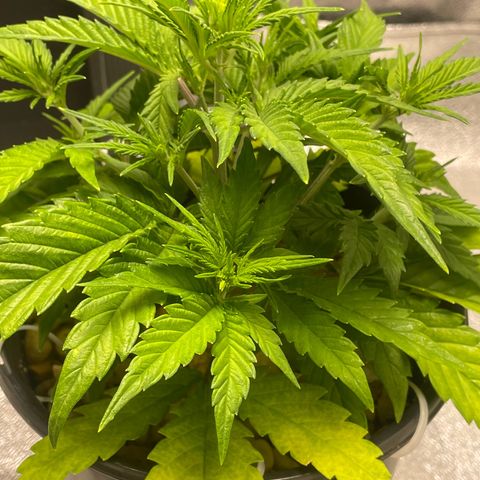 Banana Purple Punch Auto growlog photo: CalMag 5ml.  Grow Big FF 15ml