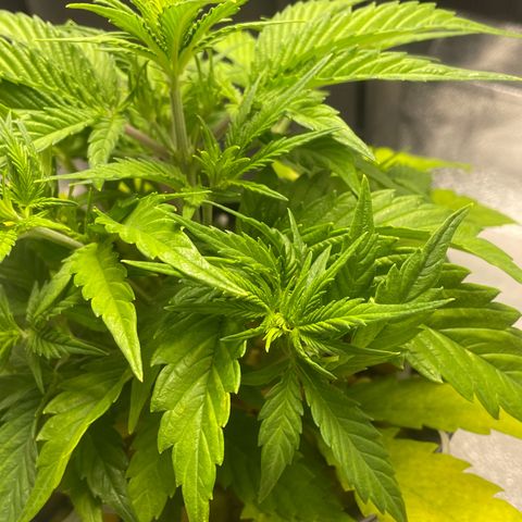 Banana Purple Punch Auto growlog photo: CalMag 5ml.  Grow Big FF 15ml