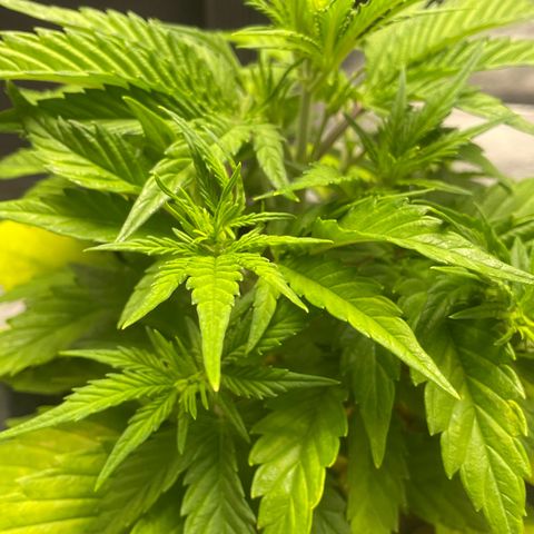 Banana Purple Punch Auto growlog photo: CalMag 5ml.  Grow Big FF 15ml