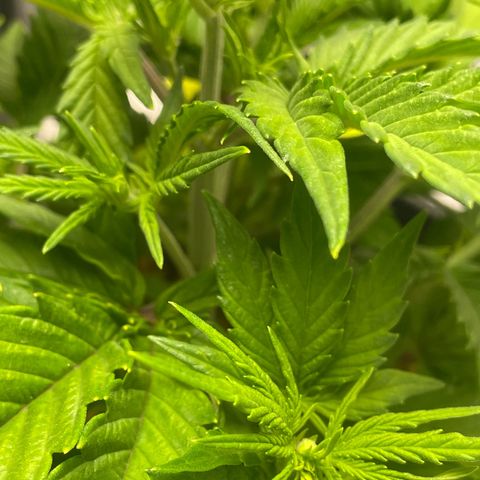 Banana Purple Punch Auto growlog photo: CalMag 5ml.  Grow Big FF 15ml