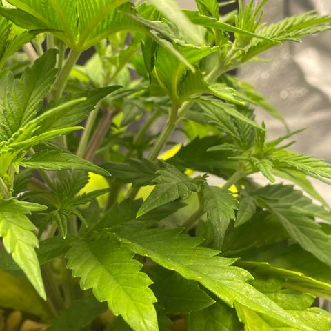 Banana Purple Punch Auto growlog photo: CalMag 5ml.  Grow Big FF 15ml