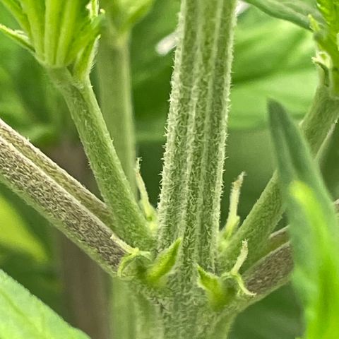 Banana Purple Punch Auto growlog photo: Spotted white hairs 23 days in