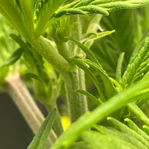 Banana Purple Punch Auto growlog photo: Spotted white hairs 23 days in