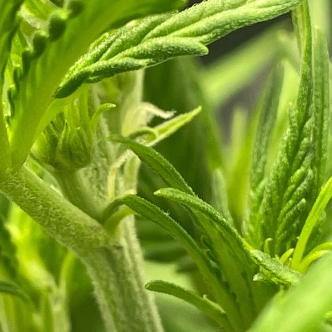 Banana Purple Punch Auto growlog photo: Spotted white hairs 23 days in