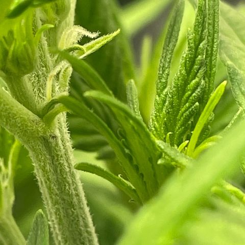 Banana Purple Punch Auto growlog photo: Spotted white hairs 23 days in