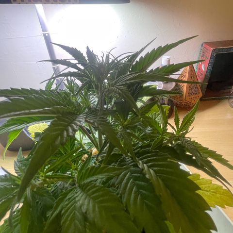Banana Purple Punch Auto growlog photo: Started FF Trio grow big and big bloom