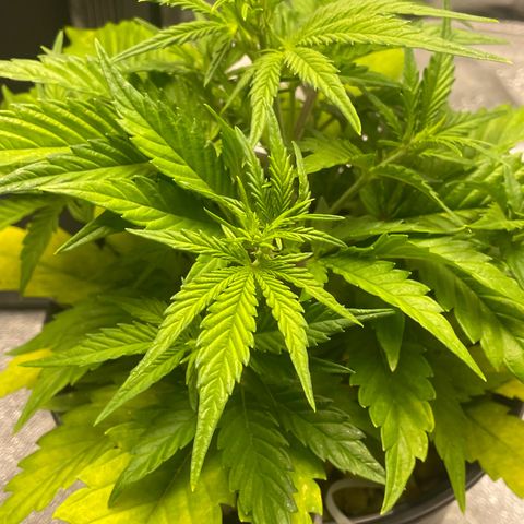 Banana Purple Punch Auto growlog photo: Started FF Trio grow big and big bloom