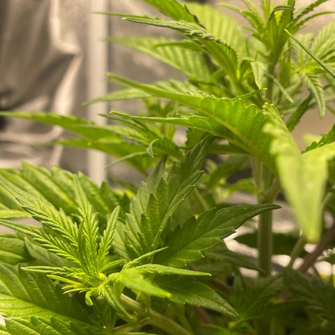 Banana Purple Punch Auto growlog photo: Started FF Trio grow big and big bloom