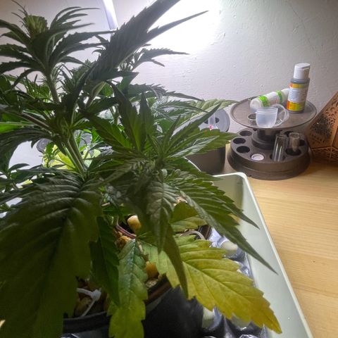 Banana Purple Punch Auto growlog photo: Started FF Trio grow big and big bloom