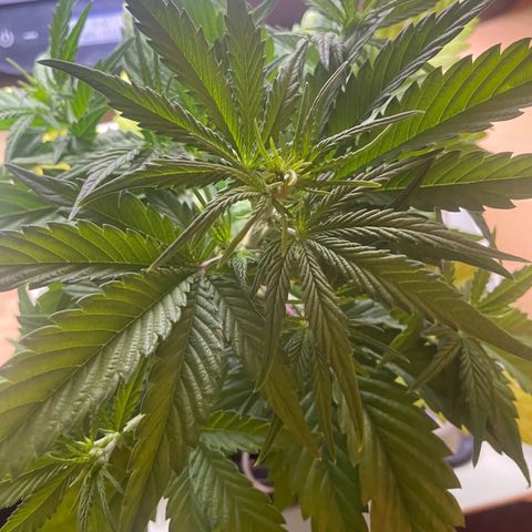 Banana Purple Punch Auto growlog timeline photo